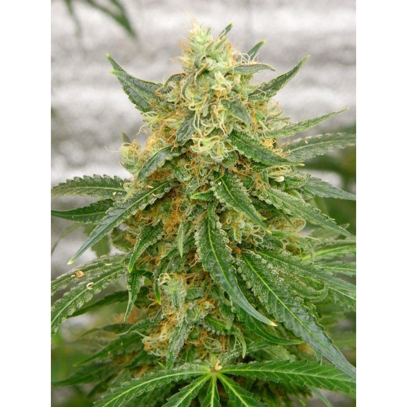 Auto Lemon Skunk