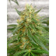 Auto Lemon Skunk