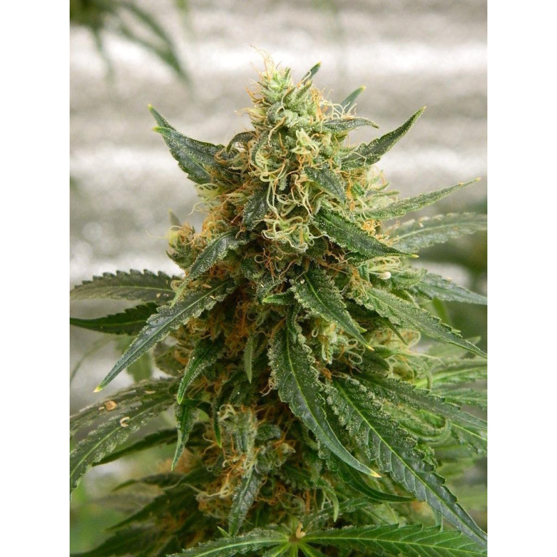 Auto Lemon Skunk