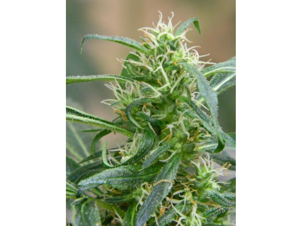Купити насіння коноплі: повний посібник з вибору | Feminzied Seeds