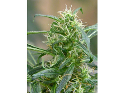 Купити насіння коноплі: повний посібник з вибору | Feminzied Seeds